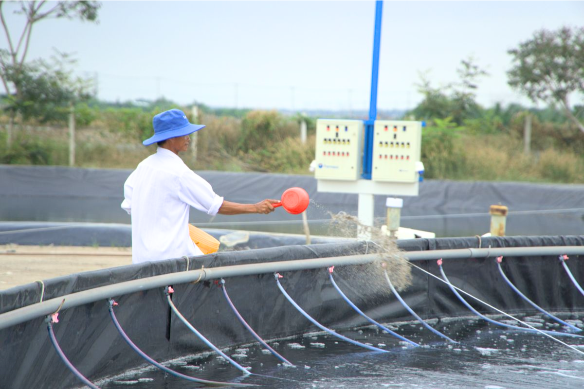 Diệt khuẩn bừa bãi trong nuôi tôm công nghiệp: Nguyên tắc dùng chất diệt khuẩn hợp lý
