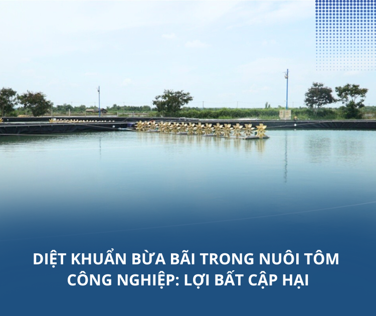 Diệt khuẩn bừa bãi trong nuôi tôm công nghiệp: Lợi bất cập hại