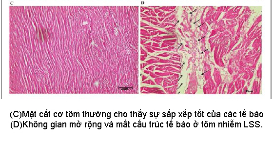 Triệu chứng của bệnh lỏng vỏ ở tôm