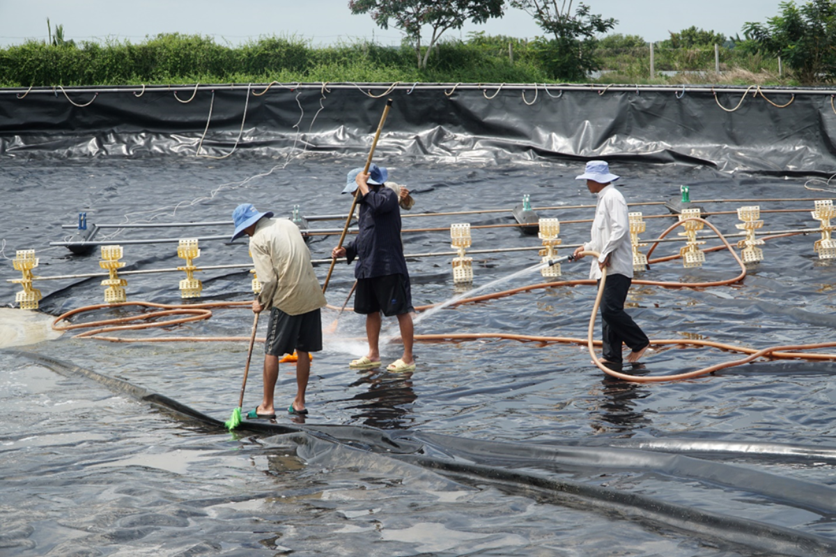 Xử lý bùn sau mỗi vụ nuôi