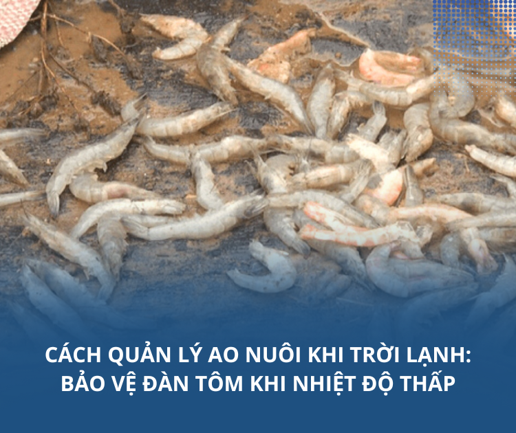 Cách quản lý ao nuôi khi trời lạnh: Bảo vệ đàn tôm khi nhiệt độ thấp