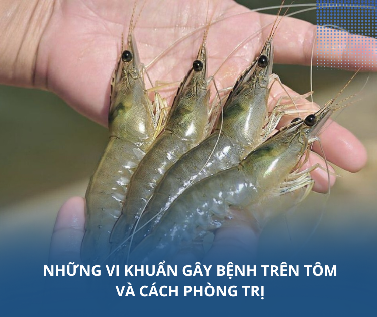 Những vi khuẩn gây bệnh trên tôm và cách phòng trị