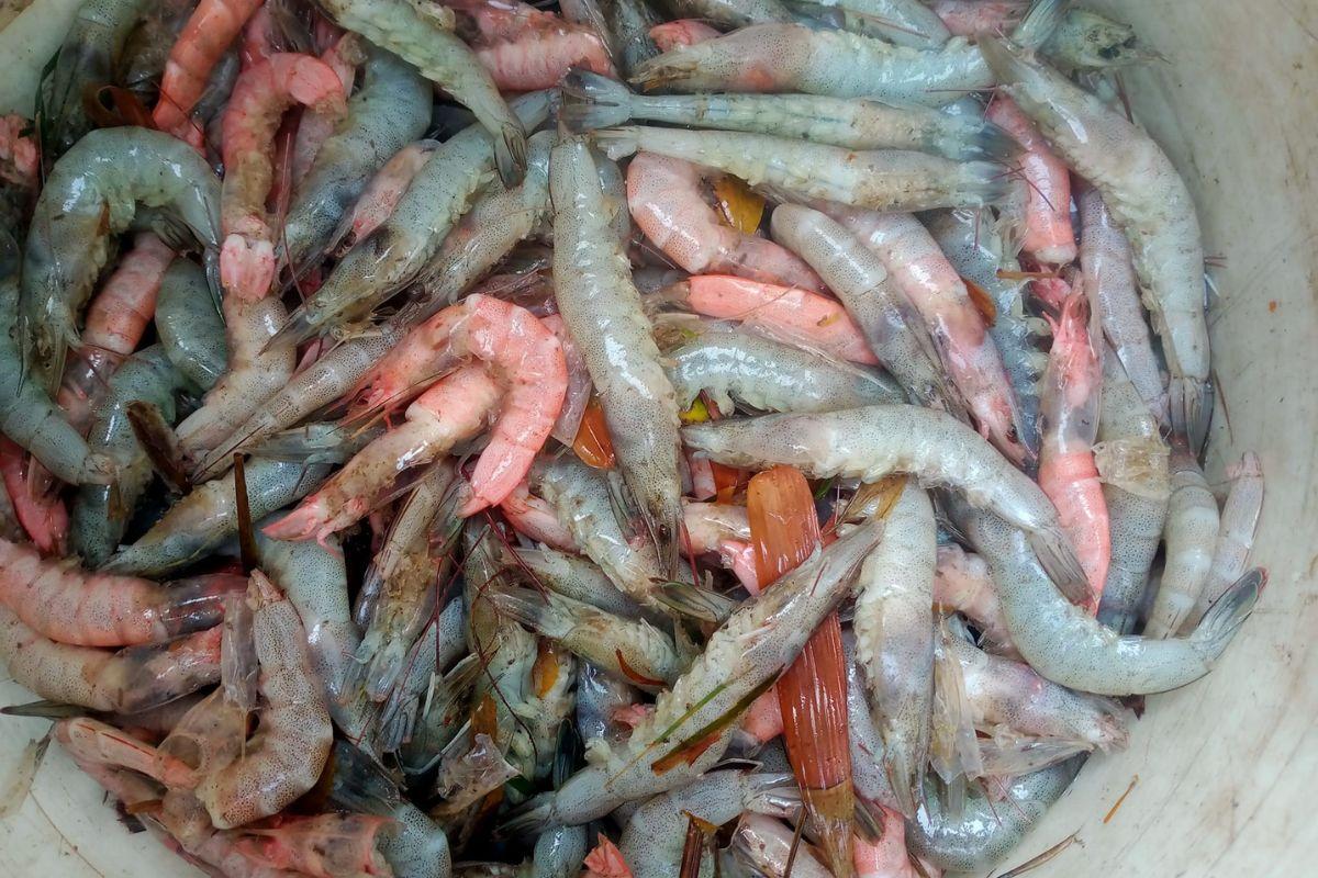 Vi khuẩn gây bệnh trên tôm: Vibrio harveyi  – Gây hoại tử vỏ, mòn đuôi kéo dài, dẫn đến nhiễm trùng thứ cấp