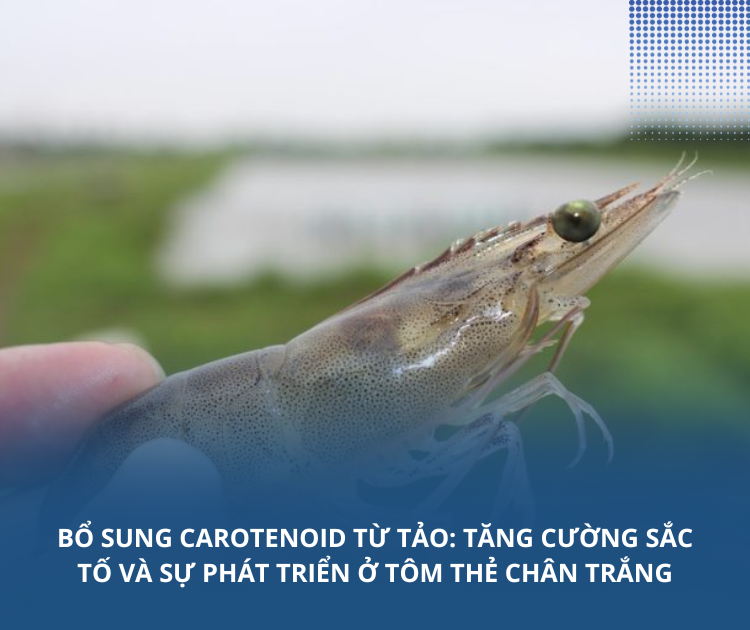 Bổ sung carotenoid từ tảo: Tăng cường sắc tố và sự phát triển ở tôm thẻ chân trắng