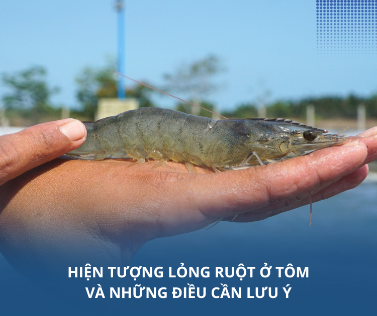 Hiện tượng lỏng ruột ở tôm và những điều cần lưu ý