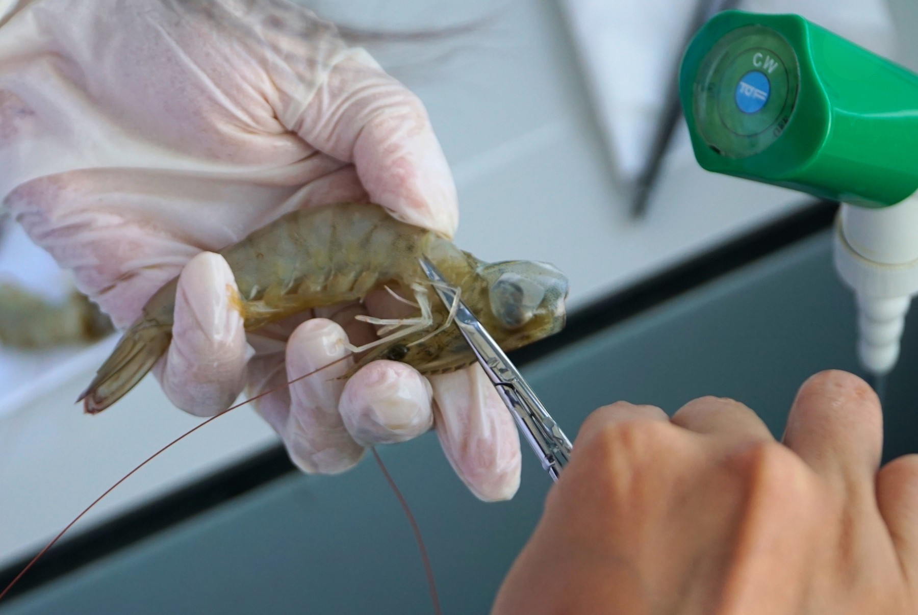 Bệnh lỏng ruột ảnh hưởng đến tôm như thế nào?