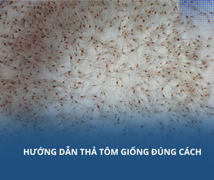 Hướng dẫn thả tôm giống đúng cách