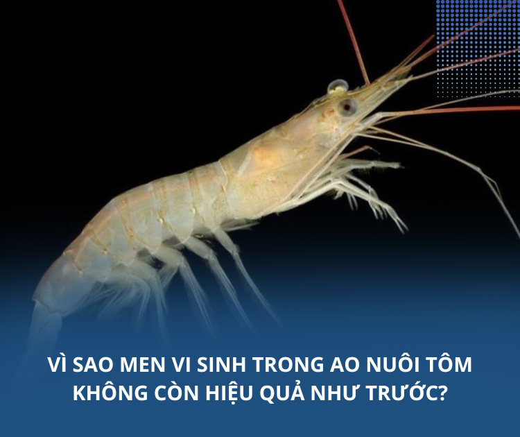 Vì sao men vi sinh trong ao nuôi tôm không còn hiệu quả như trước?