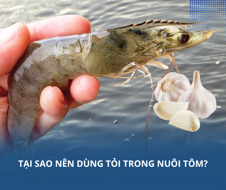 Tại sao nên dùng tỏi trong nuôi tôm?