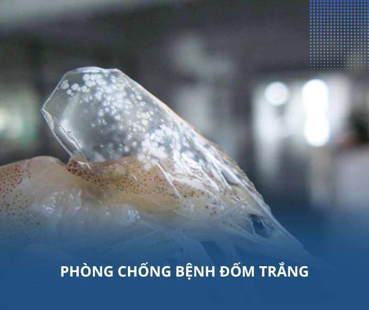 Phòng chống bệnh đốm trắng trên tôm