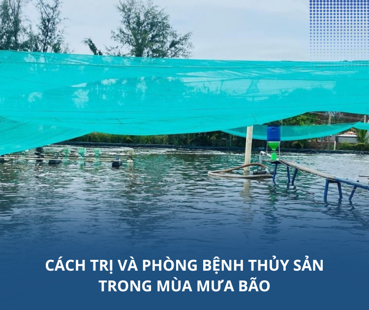 Cách trị và phòng bệnh thủy sản trong mùa mưa bão