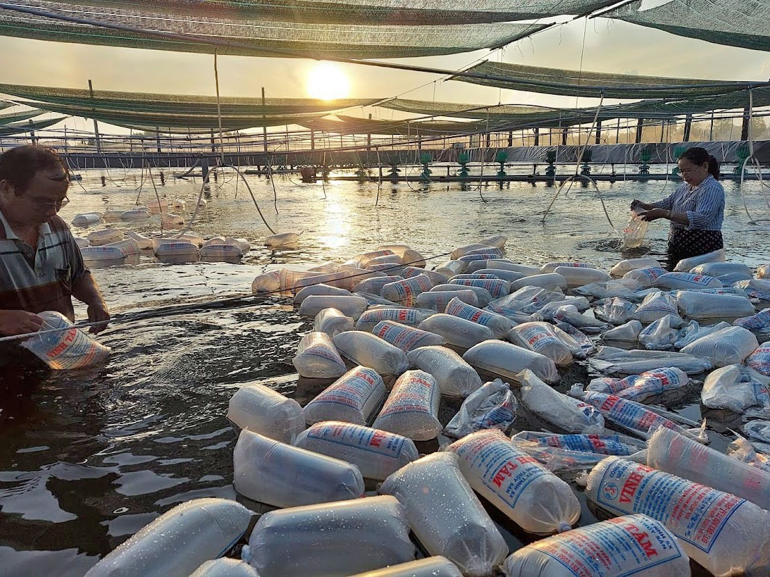 Tôm về size lớn: Chất lượng con giống