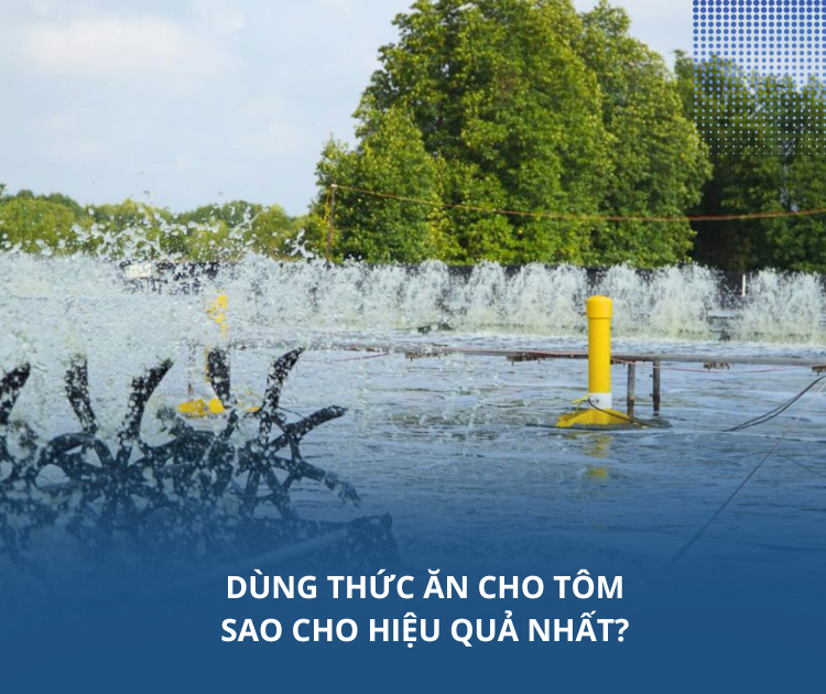Dùng thức ăn cho tôm sao cho hiệu quả nhất?