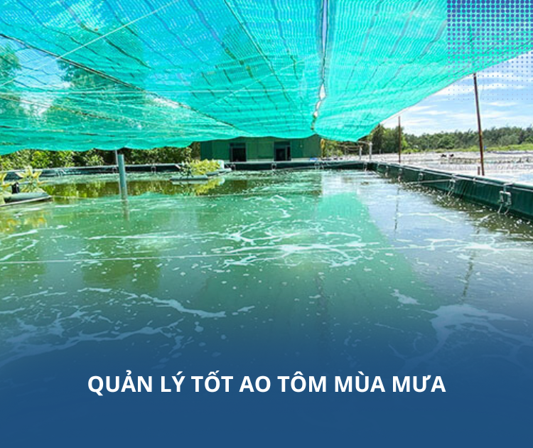 Quản lý tốt ao tôm mùa mưa