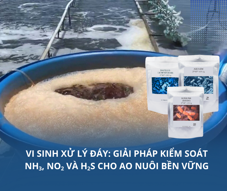 Vi sinh xử lý đáy: Giải pháp kiểm soát NH3, NO2 và H2S cho ao nuôi bền vững