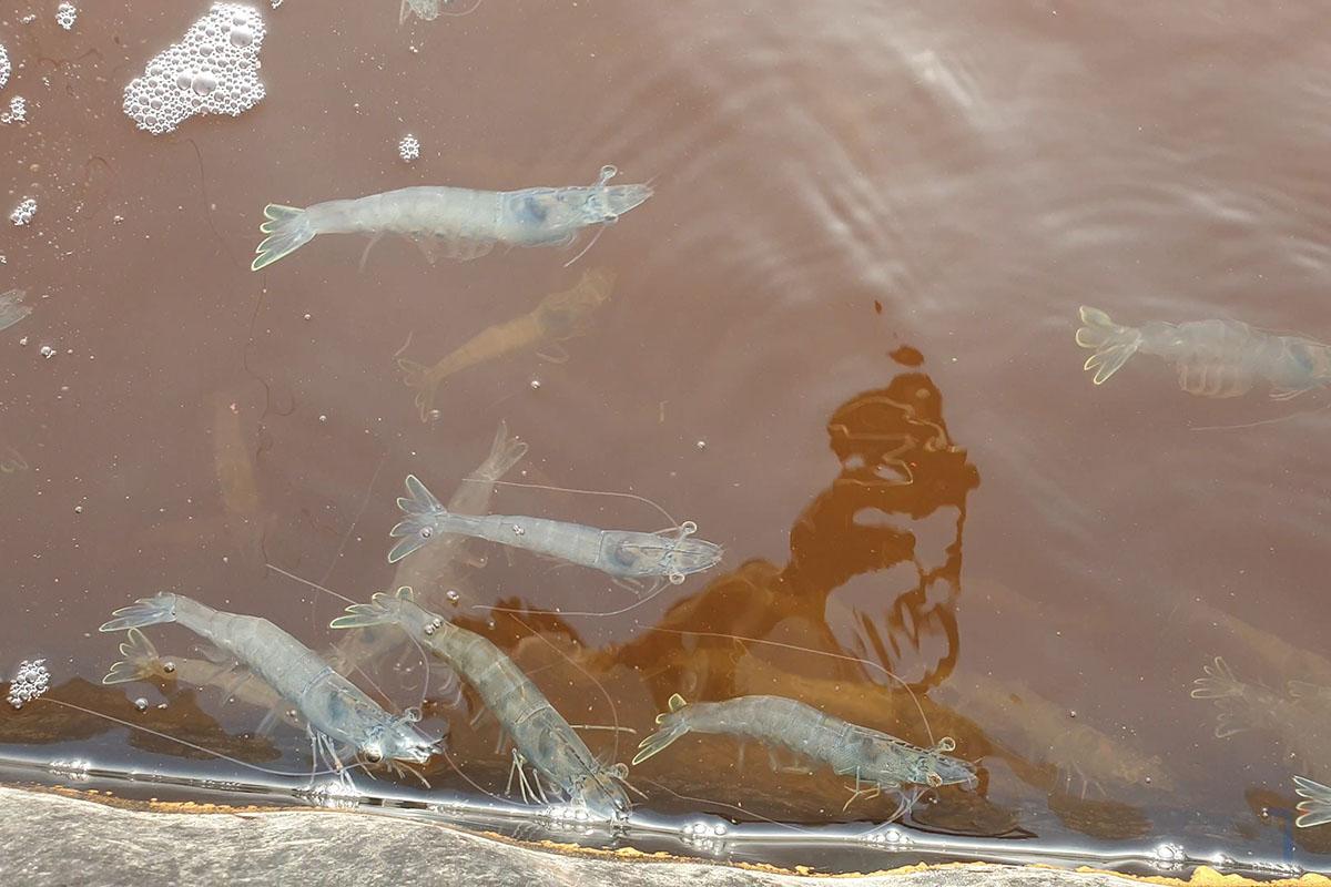 Vi sinh xử lý đáy: Tôm nổi đầu là dấu hiệu của ao nuôi có khí độc NO2