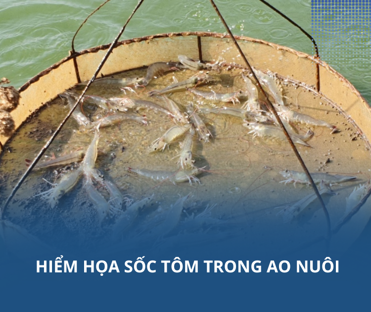 Hiểm họa sốc tôm trong ao nuôi