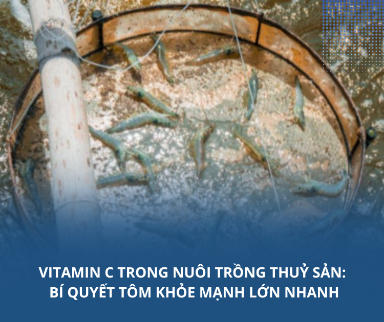 Vitamin C trong nuôi trồng thuỷ sản: Bí quyết tôm khoẻ mạnh, lớn nhanh. 