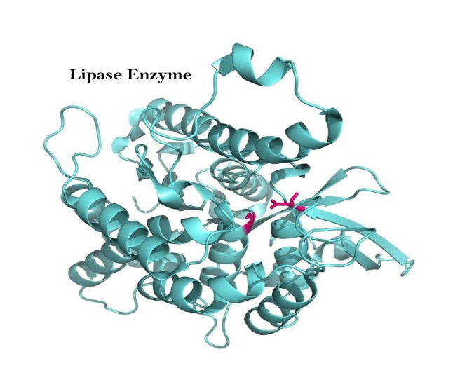 Enzyme Lipase