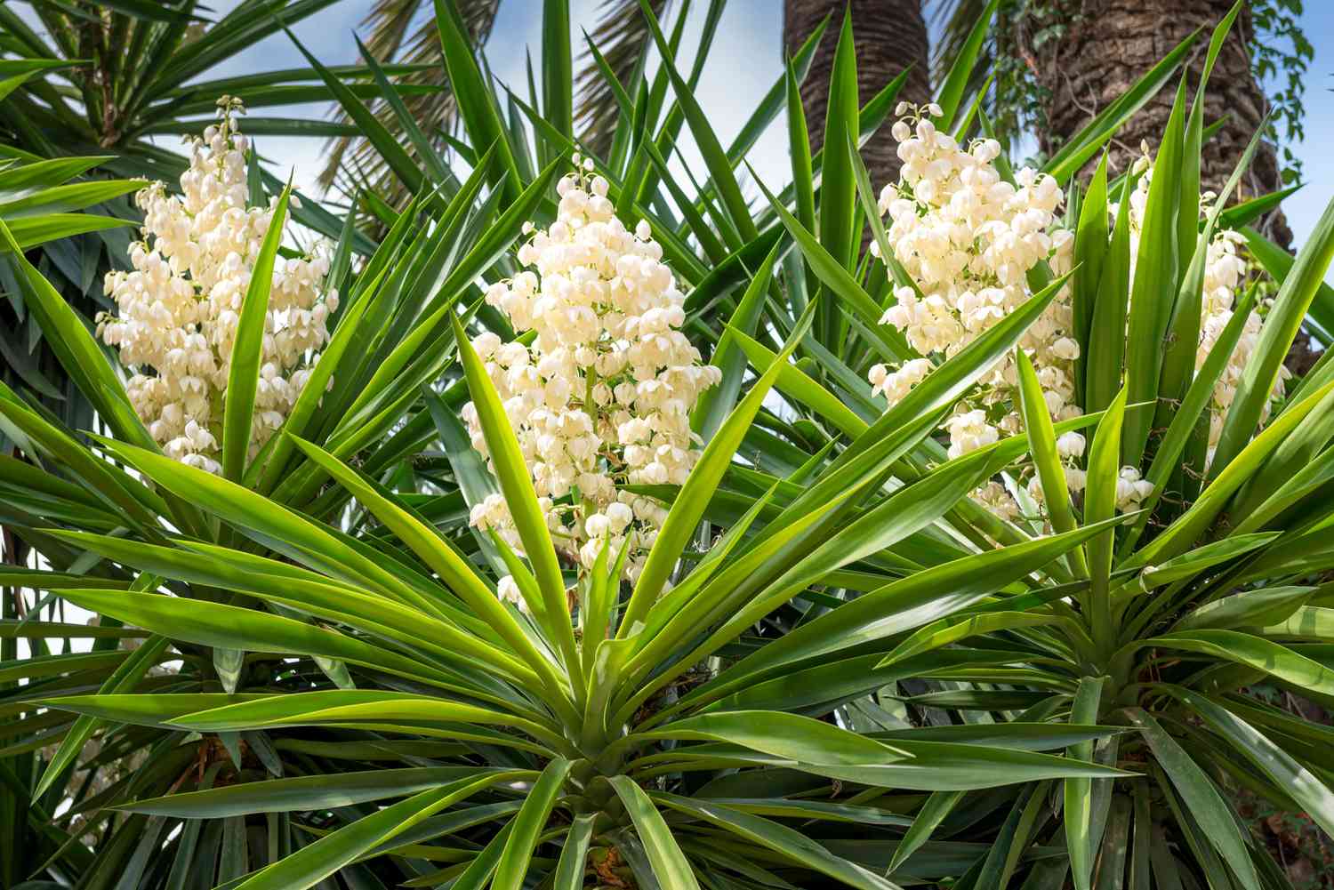 Hoa Yucca